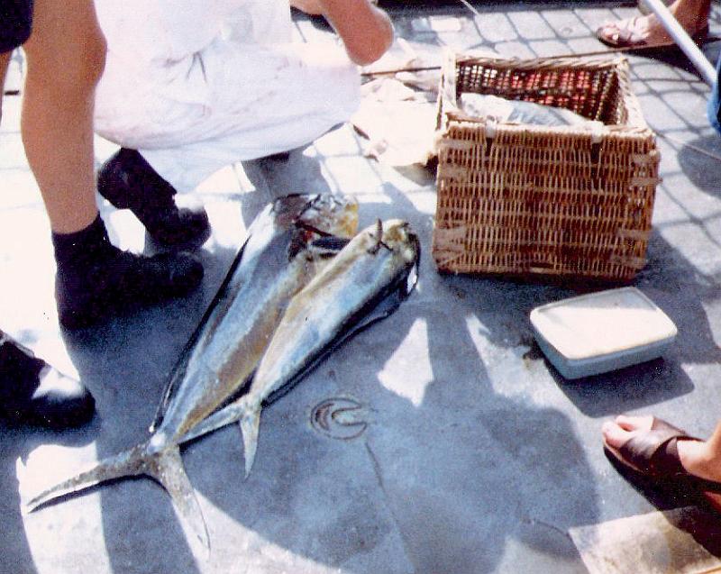 07 - Argonaut Fishing3_Dorado -Dolphin fish_Gulf_1981.jpg